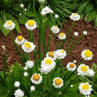 Weiß Winged Blumensamen zur Aussaat – Landhaus Garten wichtig – Traditionssorte & ohne Gentechnik Samen Hausgarten