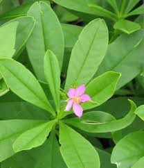 Talinum Paniculatum Blumensamen zur Aussaat – Drought verträglich – Traditionssorte & ohne Gentechnik Samen Hausgarten