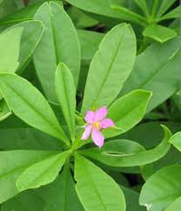Talinum Paniculatum Blumensamen zur Aussaat – Drought verträglich – Traditionssorte & ohne Gentechnik Samen Hausgarten