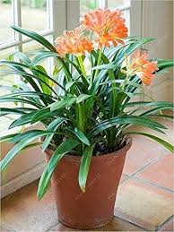 Gemischt Clivia Blumensamen zur Aussaat – leuchtend mehrjährige Blüten
