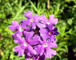 Lila Moss Eisenkraut Blumensamen zur Aussaat – Schnitt Blume beliebt – Traditionssorte & ohne Gentechnik Samen Hausgarten