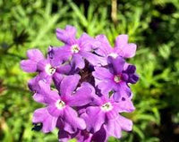 Lila Moss Eisenkraut Blumensamen zur Aussaat – Schnitt Blume beliebt – Traditionssorte & ohne Gentechnik Samen Hausgarten