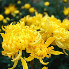 Chrysantheme Gelb Lila Blumensamen zur Aussaat – Anzucht – Traditionssorte & ohne Gentechnik Samen Hausgarten