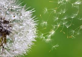 Dandelion Blumensamen zur Aussaat – leuchtend – Traditionssorte & ohne Gentechnik Samen Hausgarten