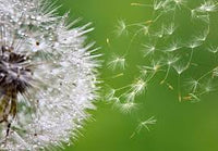Dandelion Blumensamen zur Aussaat – leuchtend – Traditionssorte & ohne Gentechnik Samen Hausgarten