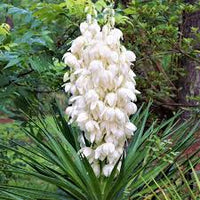 Weiß Yucca Blumensamen zur Aussaat – ideal Rabatten – Traditionssorte & ohne Gentechnik Samen Hausgarten