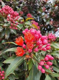 Rosa Corymbia Ficifolia Blumensamen zur Aussaat – Schnitt Blume beliebt – Traditionssorte & ohne Gentechnik Samen Hausgarten