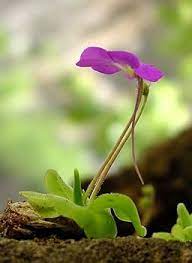 Mexican butterwort carnivorous blume samen for anpflanzung - hardy variety, heirloom & gmo free samen for home garten
 
 sale samen for home garten