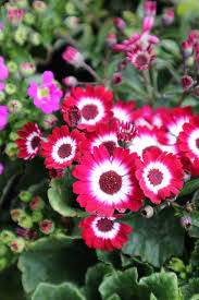 Bordeaux Cineraria Blumensamen zur Aussaat – Traditionssorte ohne Gentechnik Keimung biologisch Garten Samen ShadeLoving Blüten