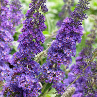 Empire Blau Buddleja Alternifolia Blumensamen zur Aussaat – Halbschatten verträglich – Traditionssorte & ohne Gentechnik Samen Hausgarten