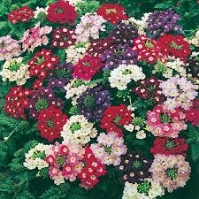 Gemischt Eisenkraut Blumensamen zur Aussaat – duftend Blüten – Traditionssorte & ohne Gentechnik Samen Hausgarten