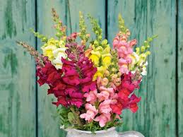 Snapdragon Blumensamen zur Aussaat – leuchtend Blüten – Traditionssorte & ohne Gentechnik Samen Hausgarten