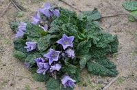Schwarz Mandrake Mandragora Autumnalis Blumensamen – Traditionssorte ohne Gentechnik Garten Aussaat