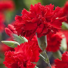 Kastanienrot Nelke Blumensamen zur Aussaat – saisonal Dauerblüher – Traditionssorte & ohne Gentechnik Samen Hausgarten