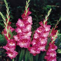 Rosa Gladiole Blumensamen zur Aussaat – ideal Rabatten – Traditionssorte & ohne Gentechnik Samen Hausgarten