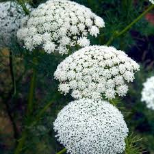 Ammi Blumensamen zur Aussaat sonnenliebend Traditionssorte & ohne Gentechnik Samen Hausgarten
