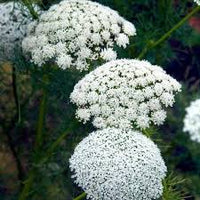 Ammi Blumensamen zur Aussaat sonnenliebend Traditionssorte & ohne Gentechnik Samen Hausgarten