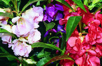 Gemischt Balsamine Blumensamen zur Aussaat – Landhaus Garten wichtig – Traditionssorte & ohne Gentechnik Samen Hausgarten