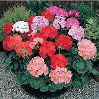 Mischung Pelargonium mehrjährig Blumensamen zur Aussaat – ideal Rabatten – Traditionssorte & ohne Gentechnik Samen Hausgarten