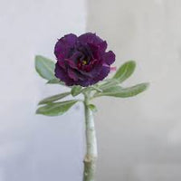 Lila Wüstenrose Blumensamen zur Aussaat – Halbschatten verträglich – Traditionssorte & ohne Gentechnik Samen Hausgarten