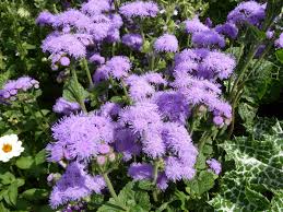Violett Ageratum Blumensamen zur Aussaat – saisonal Dauerblüher – Traditionssorte & ohne Gentechnik Samen Hausgarten
