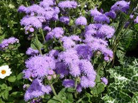 Violett Ageratum Blumensamen zur Aussaat – saisonal Dauerblüher – Traditionssorte & ohne Gentechnik Samen Hausgarten