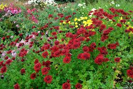Chrysantheme Rot Blumensamen zur Aussaat – Schnitt Blume beliebt – Traditionssorte & ohne Gentechnik Samen Hausgarten