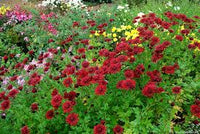 Chrysantheme Rot Blumensamen zur Aussaat – Schnitt Blume beliebt – Traditionssorte & ohne Gentechnik Samen Hausgarten