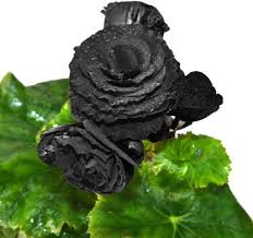 Schwarz Rose Blumensamen zur Aussaat – Anzucht – Traditionssorte & ohne Gentechnik Samen Hausgarten