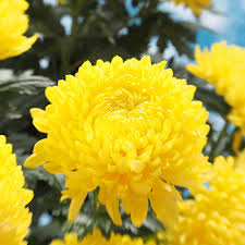 Chrysantheme Gelb Lila Blumensamen zur Aussaat – Anzucht – Traditionssorte & ohne Gentechnik Samen Hausgarten