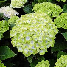 Hortensie macrophylla Grün Cloud Blumensamen zur Aussaat – saisonal Dauerblüher – Traditionssorte & ohne Gentechnik Samen Hausgarten