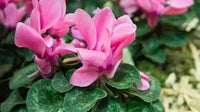 Alpenveilchen hell Rosa Blumensamen zur Aussaat – Garten beliebt – Traditionssorte & ohne Gentechnik Samen Hausgarten
