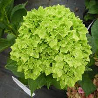 Hortensie macrophylla Grün Cloud Blumensamen zur Aussaat – saisonal Dauerblüher – Traditionssorte & ohne Gentechnik Samen Hausgarten