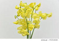 Gelb Wicke Blumensamen zur Aussaat – Traditionssorte ohne Gentechnik biologisch Garten Samen – leuchtend Blüten Keimung
