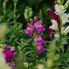 Snapdragon Blumensamen zur Aussaat – leuchtend Blüten – Traditionssorte & ohne Gentechnik Samen Hausgarten