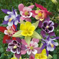 Gemischt Akelei Blumensamen zur Aussaat – ideal Rabatten – Traditionssorte & ohne Gentechnik Samen Hausgarten