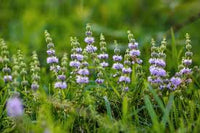 Violett Pennyroyal Blumensamen zur Aussaat – Schnitt Blume beliebt – Traditionssorte & ohne Gentechnik Samen Hausgarten