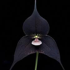 Schwarz Monkey Face Orchidee Blumensamen – Bestäuber freundlich – Traditionssorte & ohne Gentechnik Samen Hausgarten