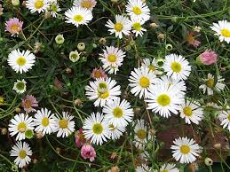 Karvinskianus Blumensamen zur Aussaat – robust Sorte – Traditionssorte & ohne Gentechnik Samen Hausgarten