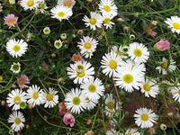 Karvinskianus Blumensamen zur Aussaat – robust Sorte – Traditionssorte & ohne Gentechnik Samen Hausgarten