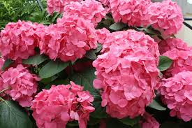 Hortensie Rosa Blumensamen zur Aussaat – duftend Blüten – Traditionssorte & ohne Gentechnik Samen Hausgarten