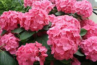 Hortensie Rosa Blumensamen zur Aussaat – duftend Blüten – Traditionssorte & ohne Gentechnik Samen Hausgarten