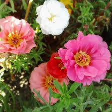 Moss Rose Portulaca Blumensamen zur Aussaat – lang Blüte Saison – Traditionssorte & ohne Gentechnik Samen Hausgarten