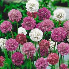 Semi di armeria per la semina – ideale per il giardino in stile rustico – varietà tradizionale e senza OGM Semi per giardino