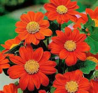 Orange Tithonia Blumensamen zur Aussaat – leuchtend – Traditionssorte & ohne Gentechnik Samen Hausgarten