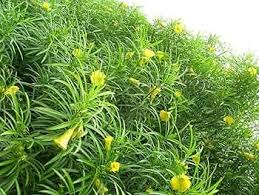 Thevetia Peruviana Blumensamen zur Aussaat leuchtend tropisch Blüten