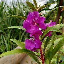Violett Springkraut Blumensamen zur Aussaat – Traditionssorte ohne Gentechnik biologisch Garten Samen – hochwertige Qualitäts- Keimung Blüten