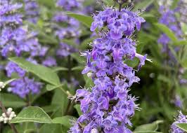 Lila Vitex Angus Castus Blumensamen zur Aussaat – Drought verträglich – Traditionssorte & ohne Gentechnik Samen Hausgarten