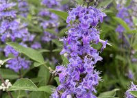 Lila Vitex Angus Castus Blumensamen zur Aussaat – Drought verträglich – Traditionssorte & ohne Gentechnik Samen Hausgarten