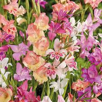 Rosa Gladiole Blumensamen zur Aussaat – ideal Rabatten – Traditionssorte & ohne Gentechnik Samen Hausgarten